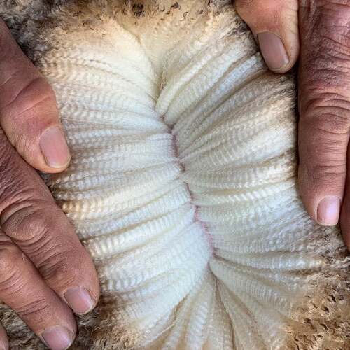 Q&A - Where Does The Name 'Ottie Merino' Come From?