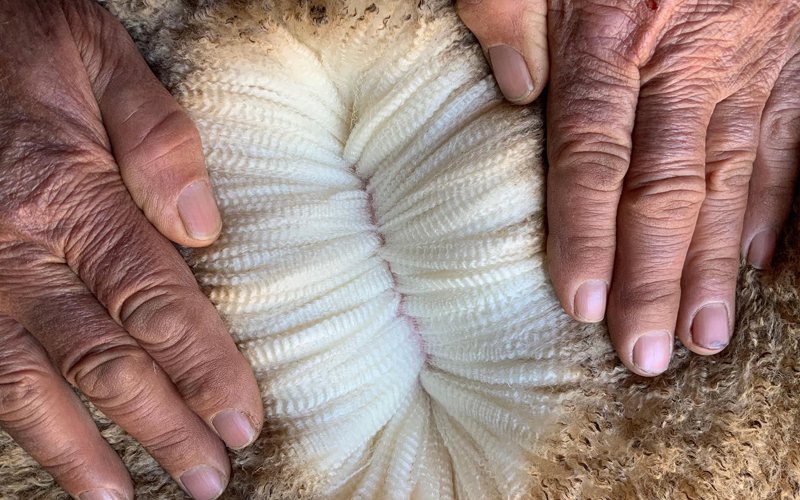 Merino fleece held open in a grower's hands
