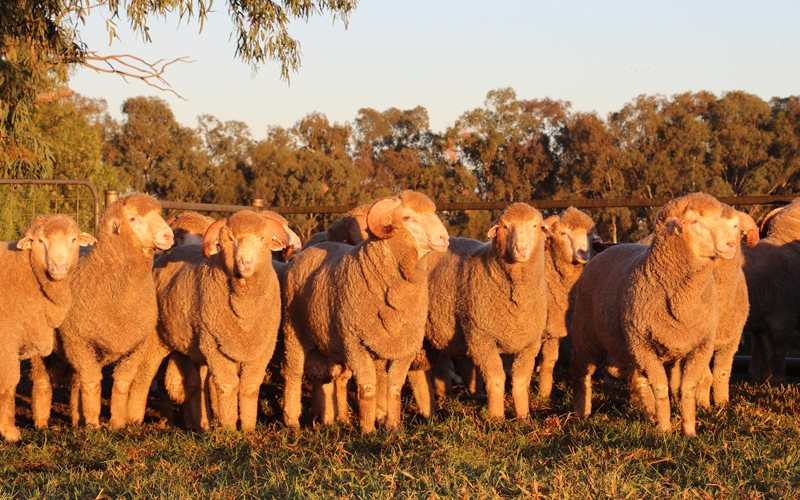 Merino sheep in late afternoon light